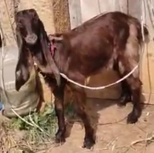 Jamunapari Goat — photo 2