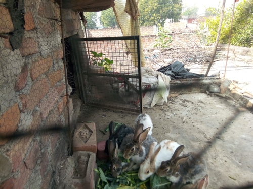Rabbit — Rabbit, Uttar Pradesh, India