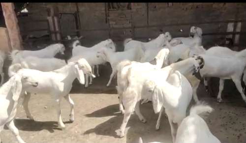 Sojat Goat — photo 2