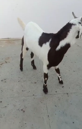 Desi Goat — photo 4