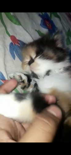 Calico kittens — photo 2