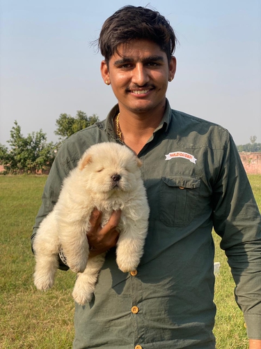 Chow Chow — photo 3
