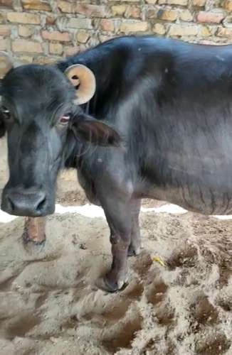 Buffalo