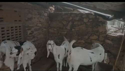 Sojat  Female Goat — photo 5