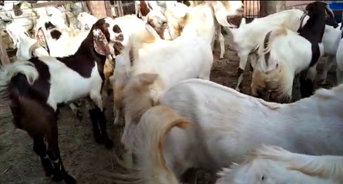 Sojat Goat