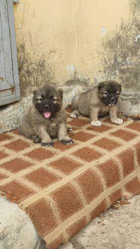 Dog — Caucasian Puppies, Warri, Nigeria