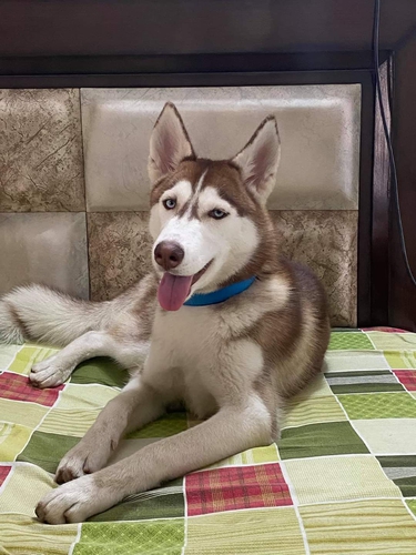 Husky Puppy