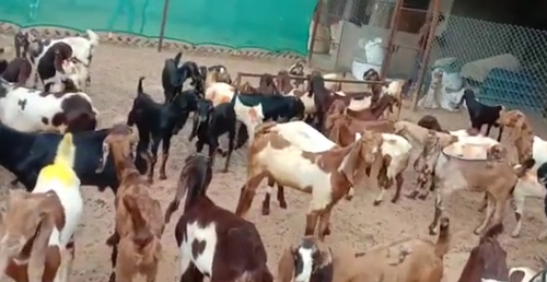 All Breed Goats Available — photo 6