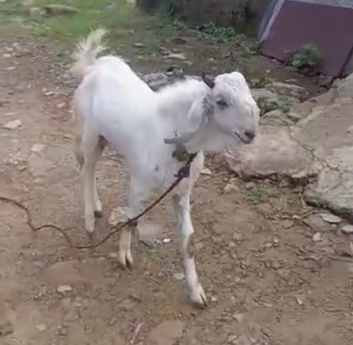 Jamnapari Goat  — photo 6