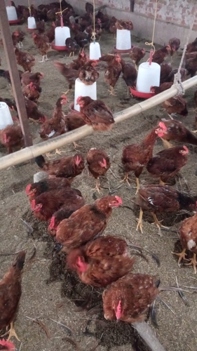 Hen — photo 4