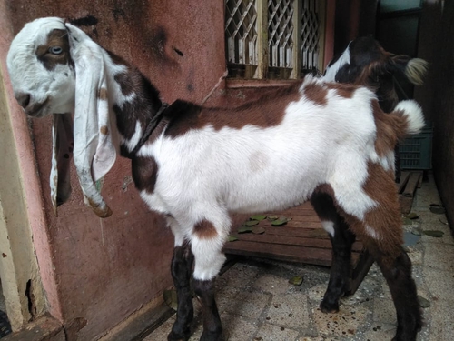 Totapuri Punch Face Goat — photo 2