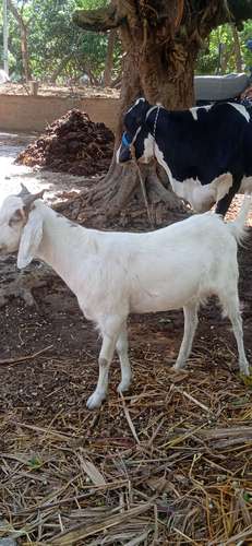 Totapari  Desi mix Jodi goat — photo 5