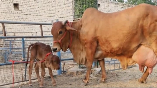 Sahiwal cow — photo 2