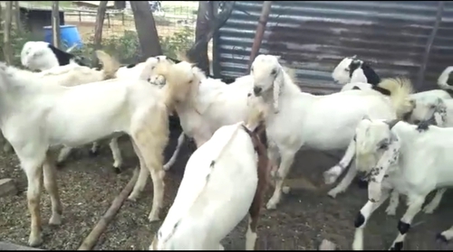Sojat Goat  — photo 2