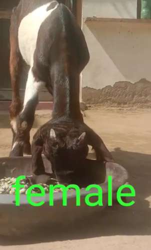 Totapari  Female Goat — photo 2
