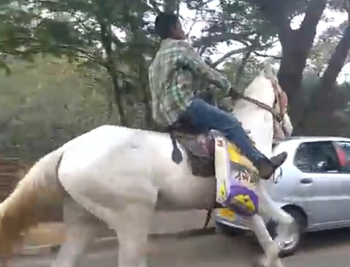 Marwari Horse — photo 4