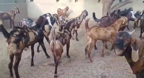 Sirohi Goat — photo 2