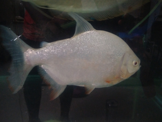 Fish — Albino Pacu and black pacu 9+ iches, Maharashtra, India