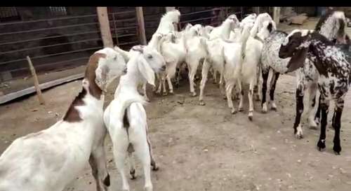 Sojat  Male Goat — photo 2