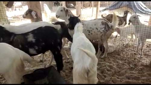 Sojat Goat — photo 2