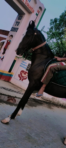 Marwari Horse — photo 3