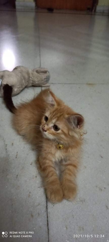 Persian cat