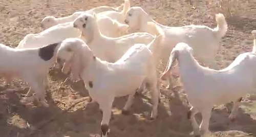 All Breed Goats Available — photo 2