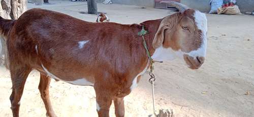 Barbari male goat — photo 5