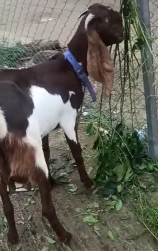 Jamunapari Goat — photo 2