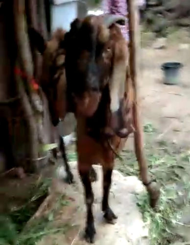 Sirohi Goat — photo 3