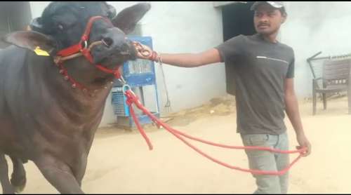 Murrha bull — photo 2