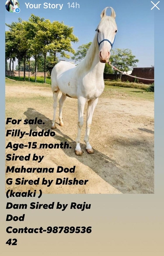 Nukra Horse — photo 4