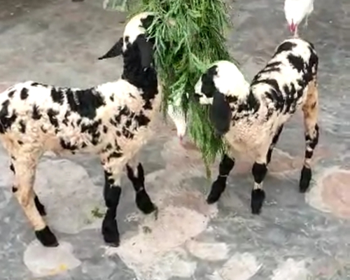 Macherla Goat  — photo 2
