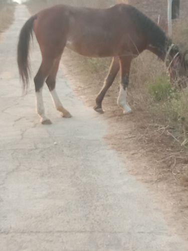 Horse Marwari — photo 2