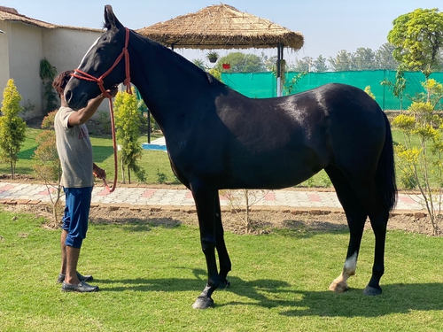 Marwari Horse — photo 3