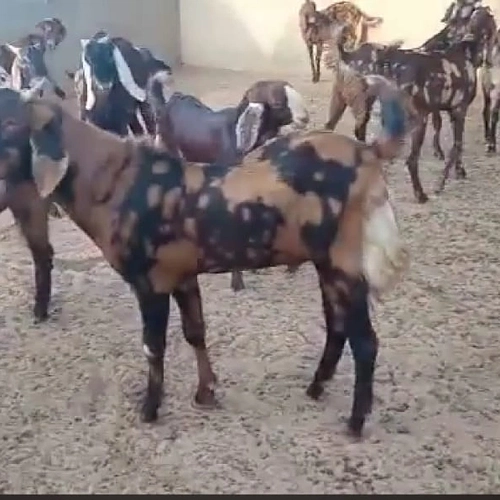 Hitesh goat farm ajmer..9252235766