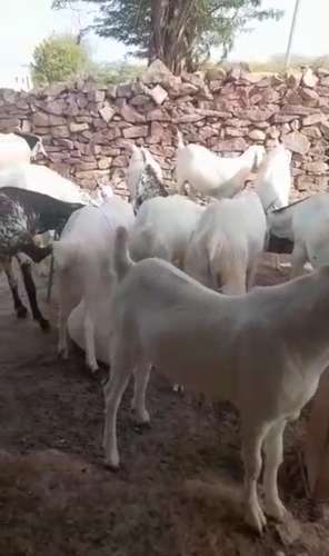 Sojat Goat