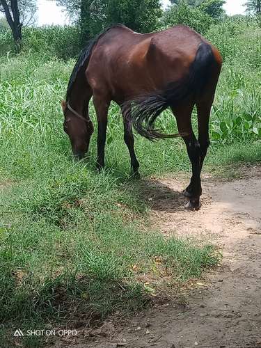 Kathiyawadi Horse 🐴