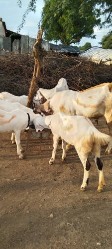 Sojat Goat — photo 2