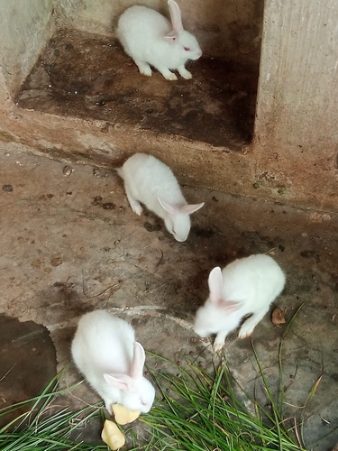 Rabbit — Rare breed , newzeland Rabbit, Andhrapradesh, India