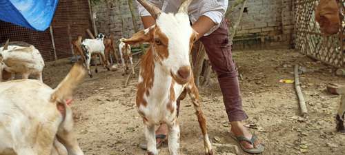 Barbari pure breed Goat — photo 2