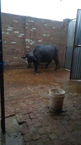 Buffalo