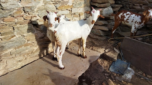 All Breed Goats Available — photo 4