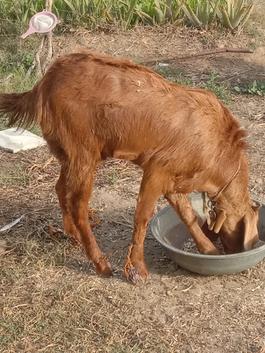Serohi — photo 2