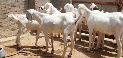 Sojat Male Goat — photo 5