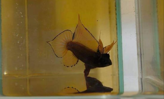 Yellow cheeks Fighting Fish — photo 2