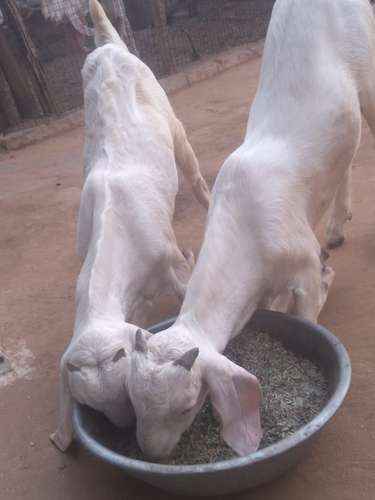 Gulabi goat