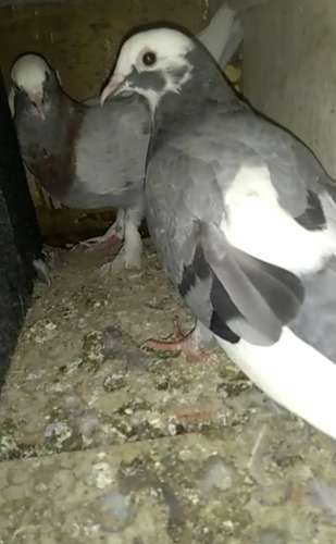 Pigeon — photo 3