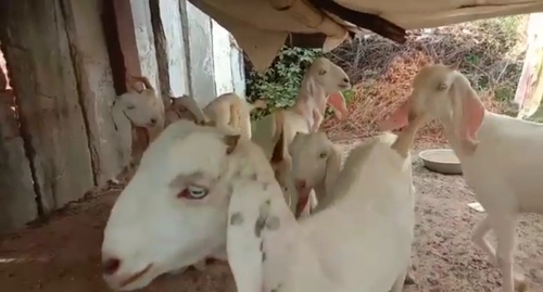 Sojat Goat  — photo 3