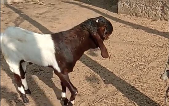 All goat breed available — photo 3
